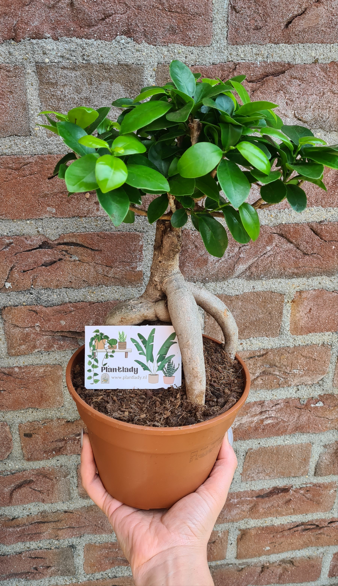Ficus Ginseng - Ø17cm - ↕40cm