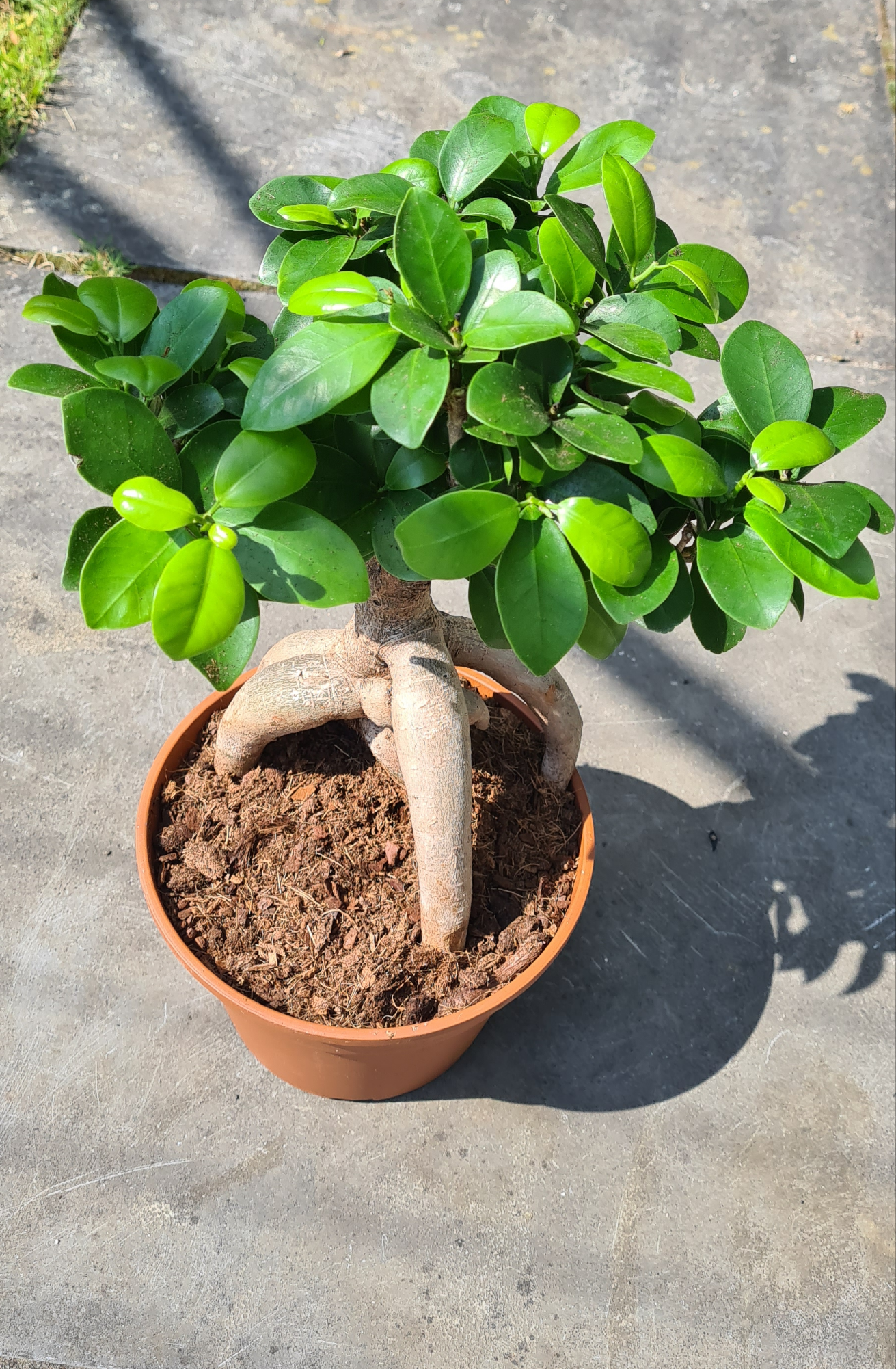 Ficus Ginseng - Ø17cm - ↕40cm