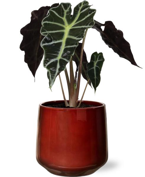 Alocasia Amazonica Polly - Ø12cm - ↕30cm + Puglia Pot D13/14,5x13,5cm - Rood