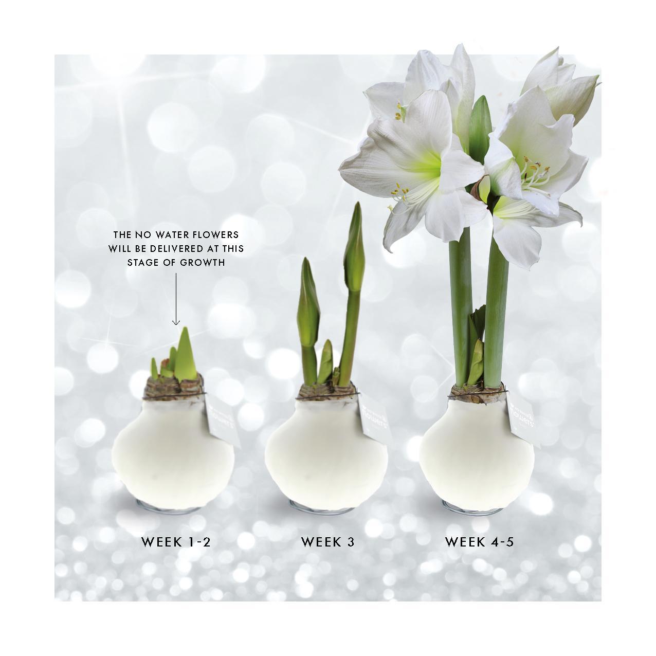 No Water Flowers® (wax amaryllis) | Waxz® Colours - White + White flower