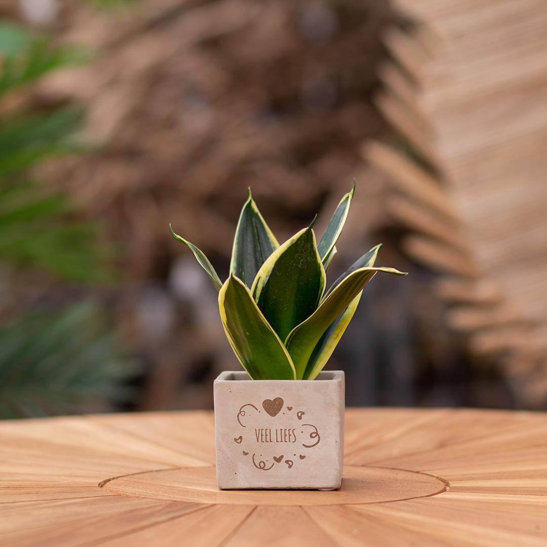 Congreetz® plantpots + Sansevieria| Veel liefs