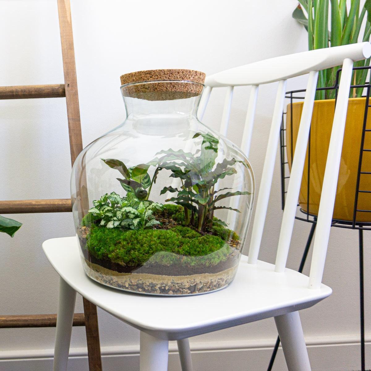 DIY terrarium - Fat Joe - ↕ 30 cm - Normal