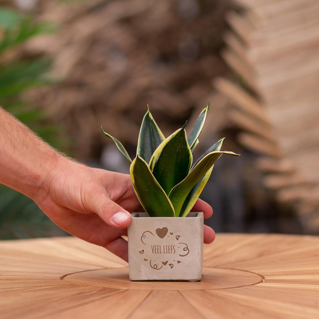 Congreetz® plantpots + Sansevieria| Veel liefs