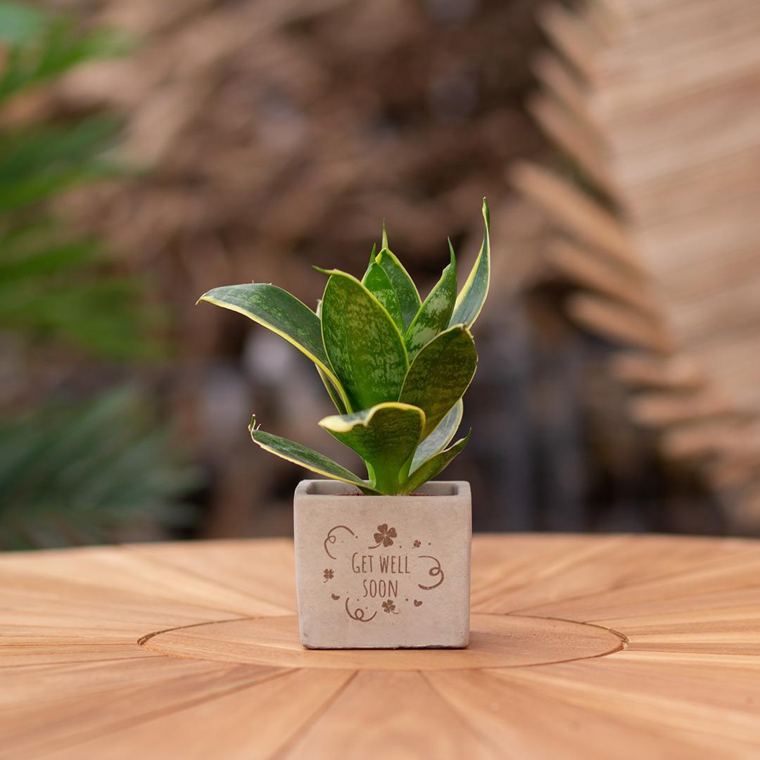 Congreetz® plantpots + Sansevieria | Get well soon