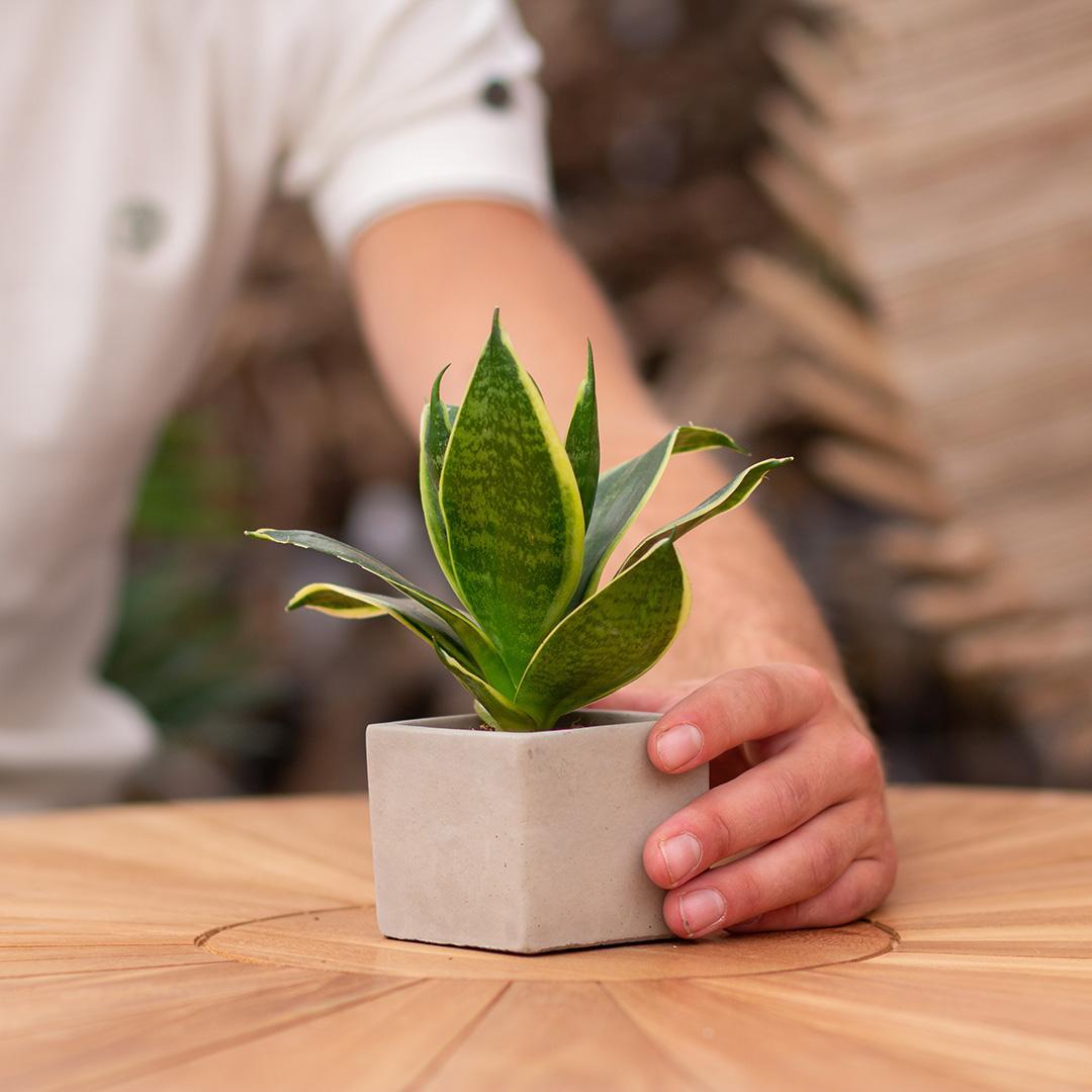 Congreetz® plantpots + Sansevieria| Best dad ever