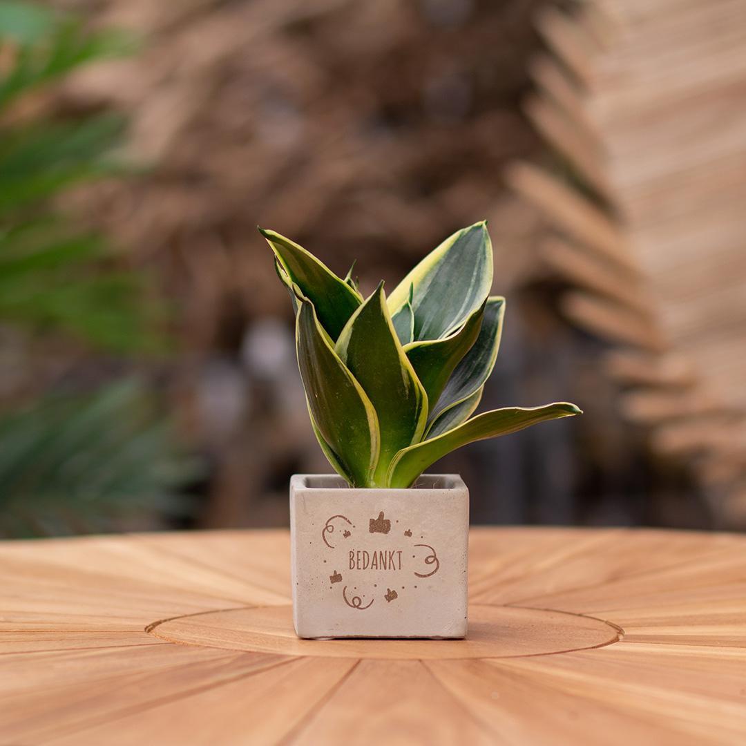 Congreetz® plantpots + Sansevieria| Bedankt