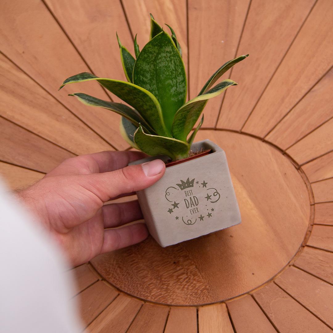 Congreetz® plantpots + Sansevieria| Best dad ever