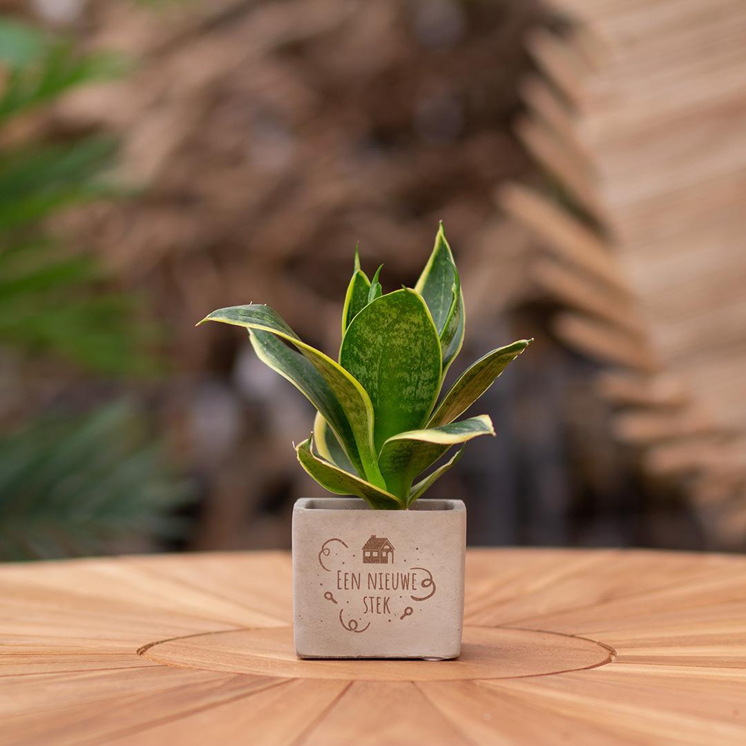 Congreetz® plantpots + Sansevieria | Een nieuwe stek
