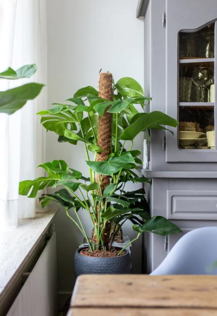 Monstera Deliciosa XXL - 150cm - ⌀27