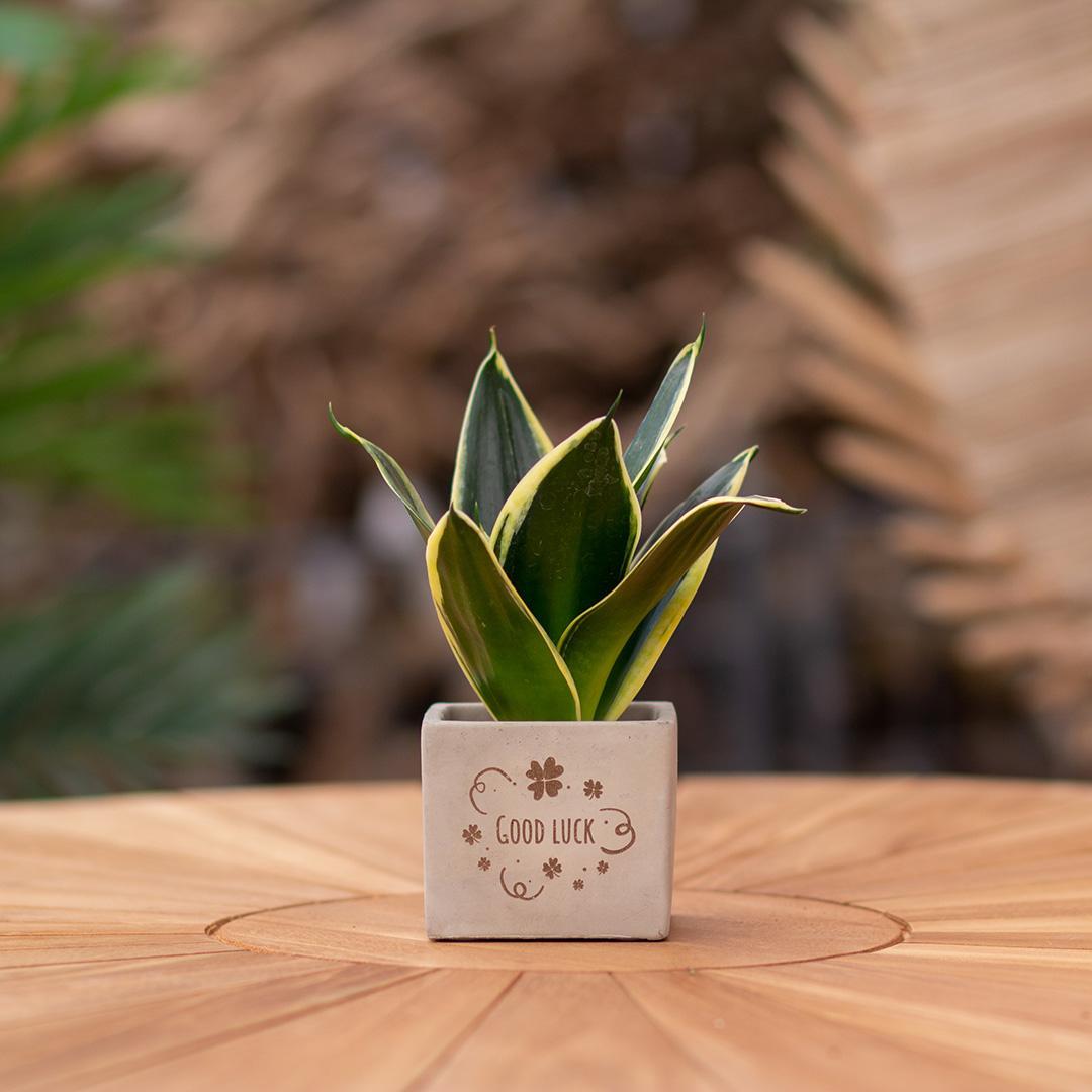 Congreetz® plantpots + Sansevieria | Good luck