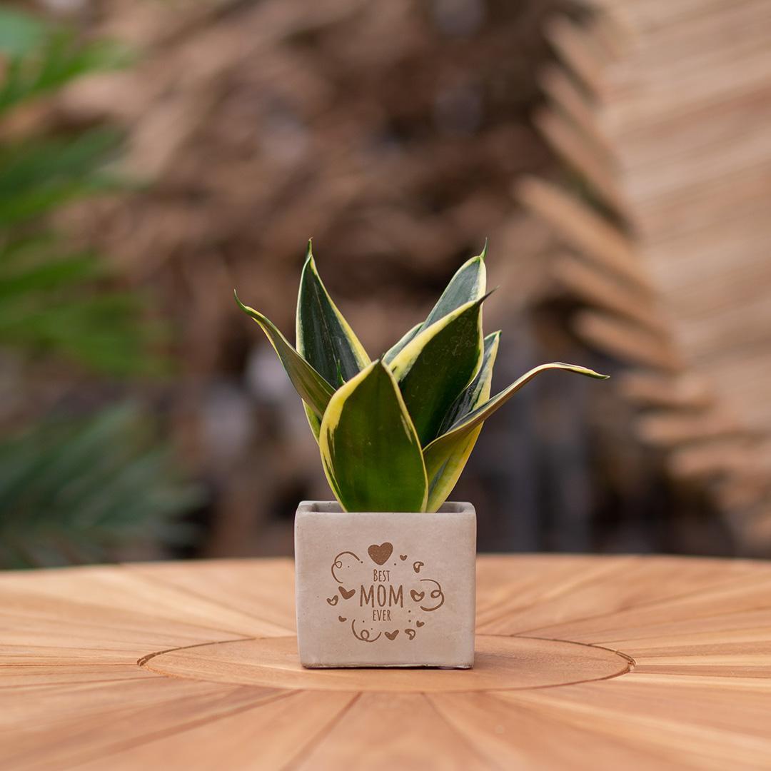 Congreetz® plantpots + Sansevieria| Best mom ever