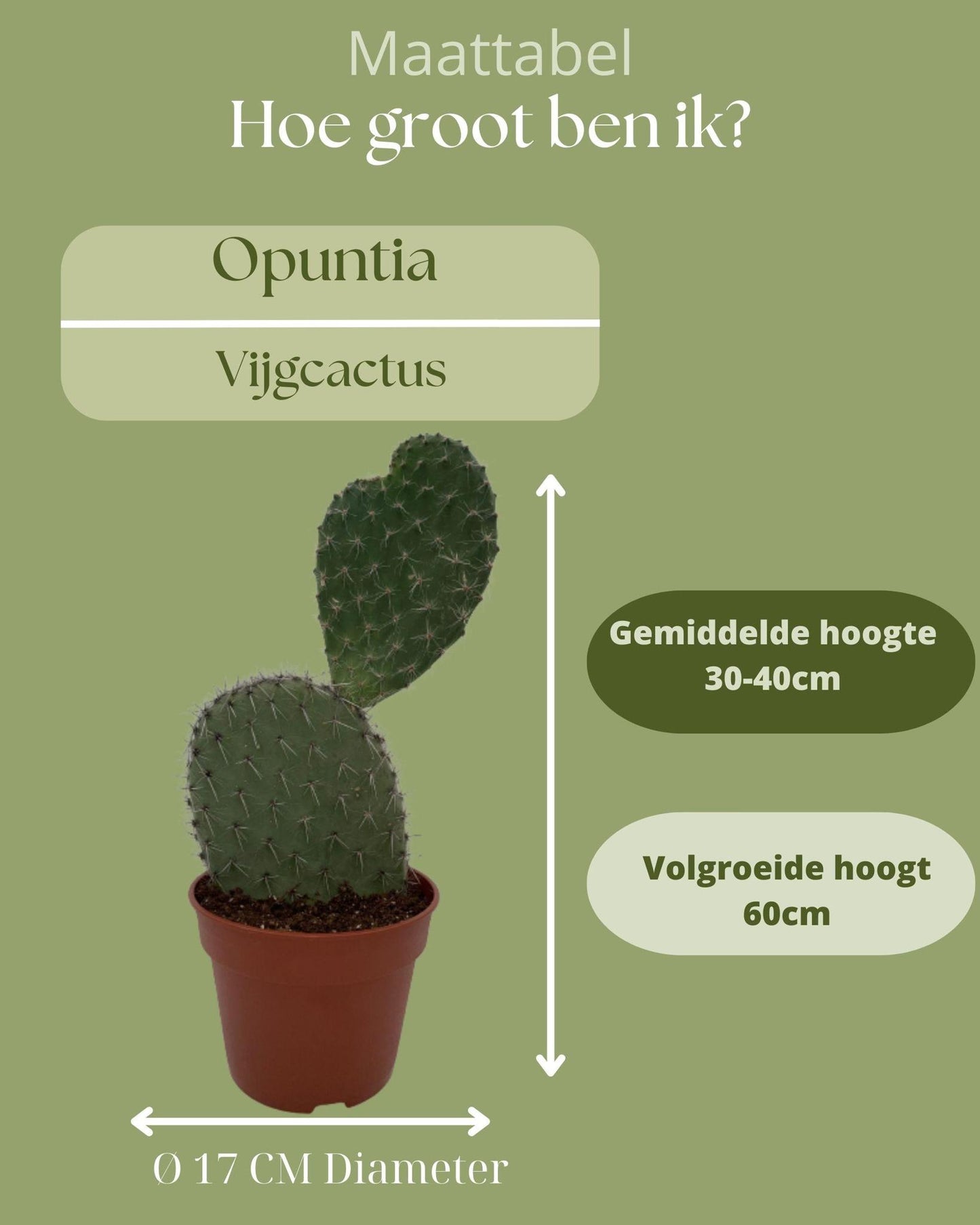 Cactus- Opuntia Prickly Pear Cactus - ↕30-40cm - Normal - Ø17 cm