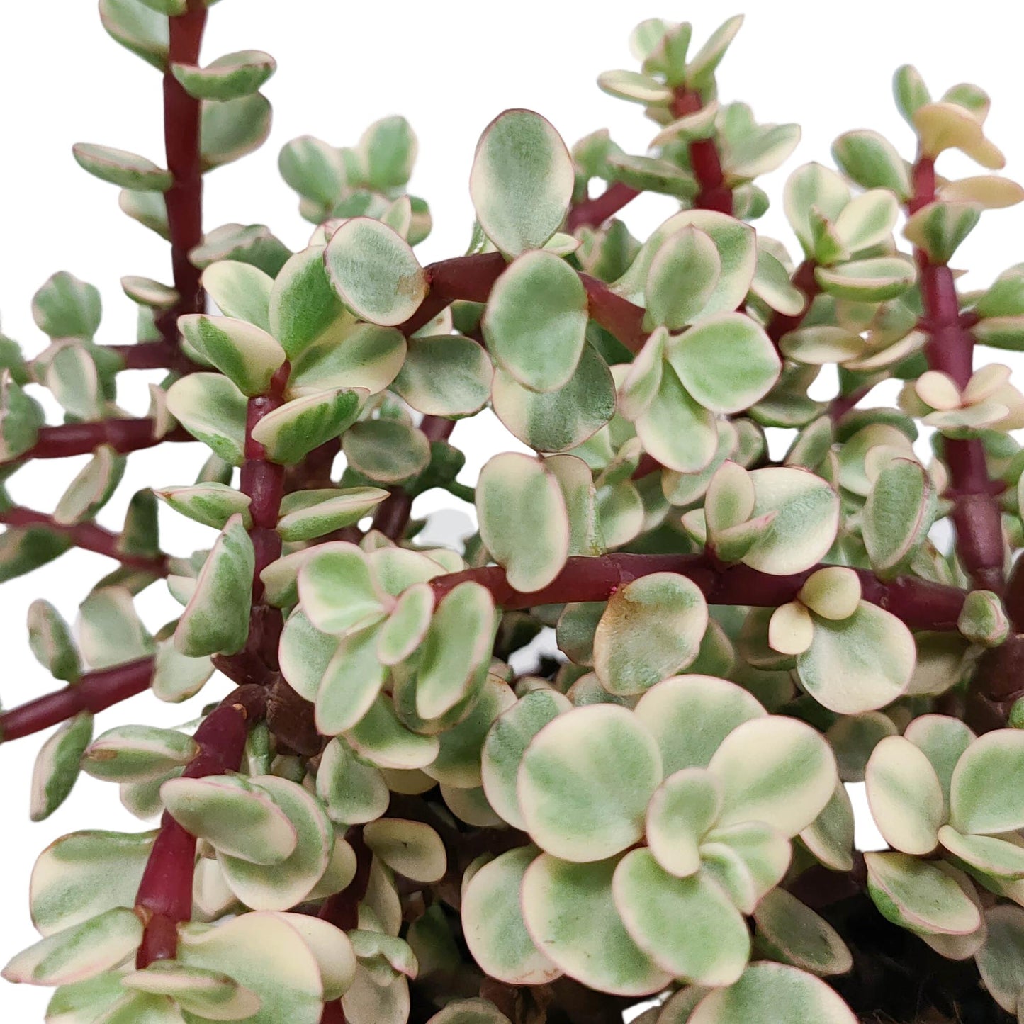 Portulacaria afra Variegata 10,5cm - ohne Topf