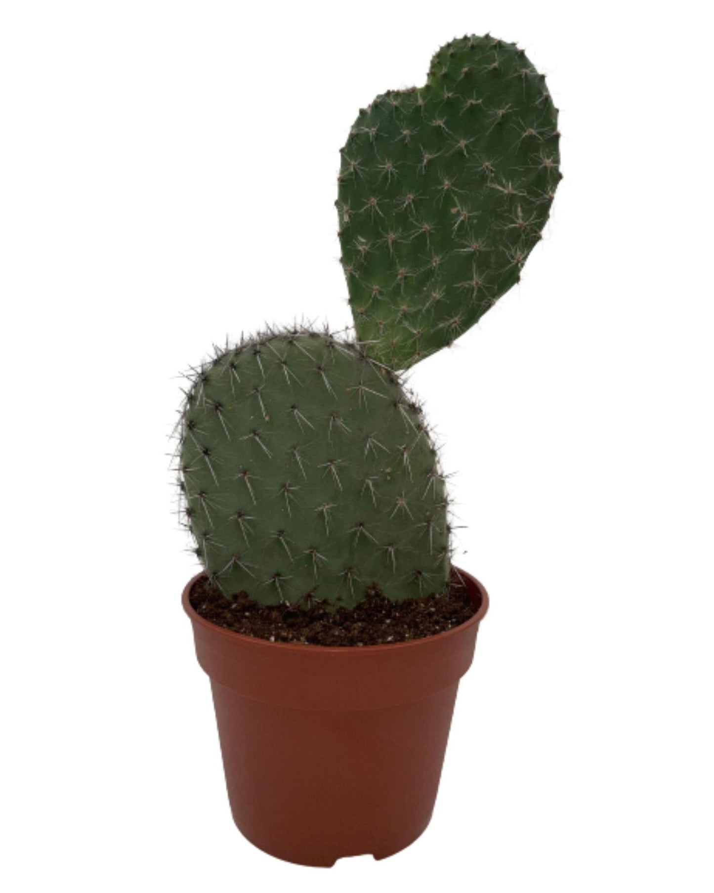 Cactus- Opuntia Prickly Pear Cactus - ↕30-40cm - Normal - Ø17 cm