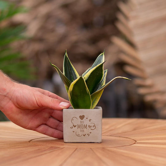Congreetz® plantpots + Sansevieria| Best mom ever