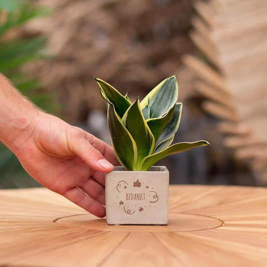 Congreetz® plantpots + Sansevieria| Bedankt