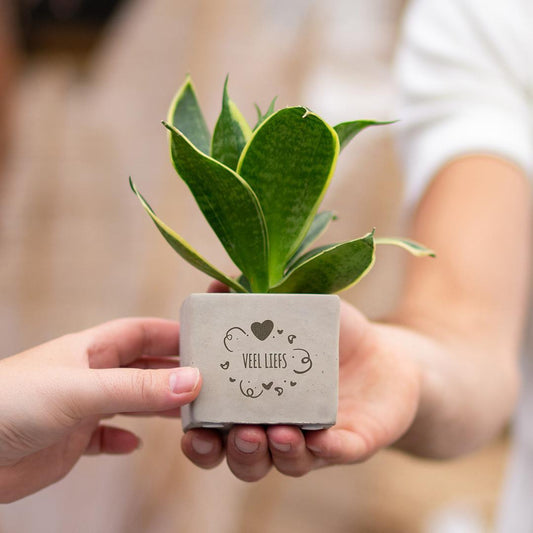 Congreetz® plantpots + Sansevieria| Veel liefs