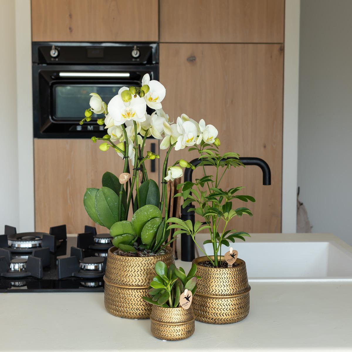 Plantlady Home | Groove bloempot - Gouden keramieken sierpot - potmaat - Ø6cm