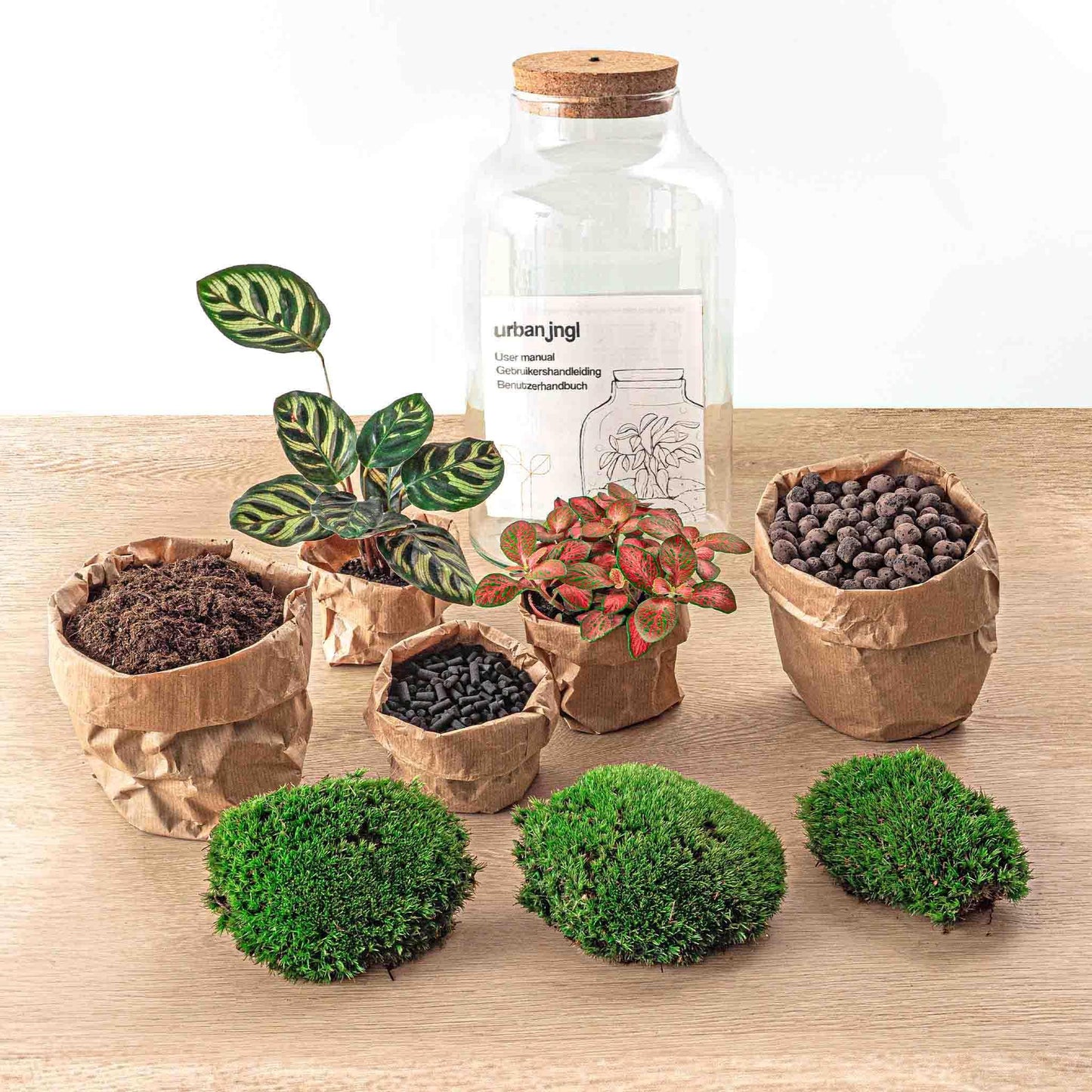 DIY-Terrarium - Milchige Calathea mit Licht - ↕ 31 cm - Normal