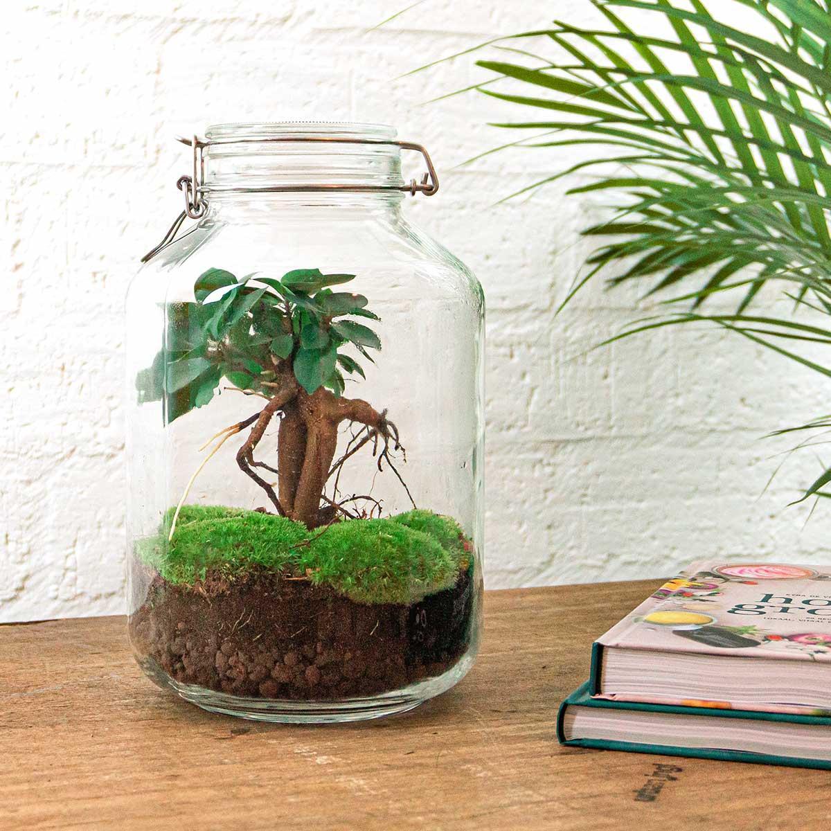 DIY terrarium - Ficus Ginseng bonsai - ↕ 28 cm - Normal
