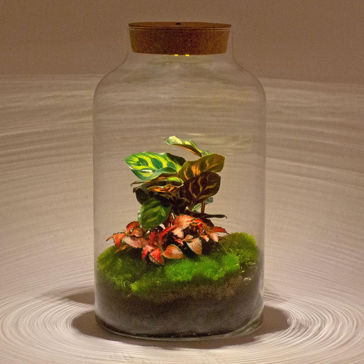 DIY-Terrarium - Milchige Calathea mit Licht - ↕ 31 cm - Normal