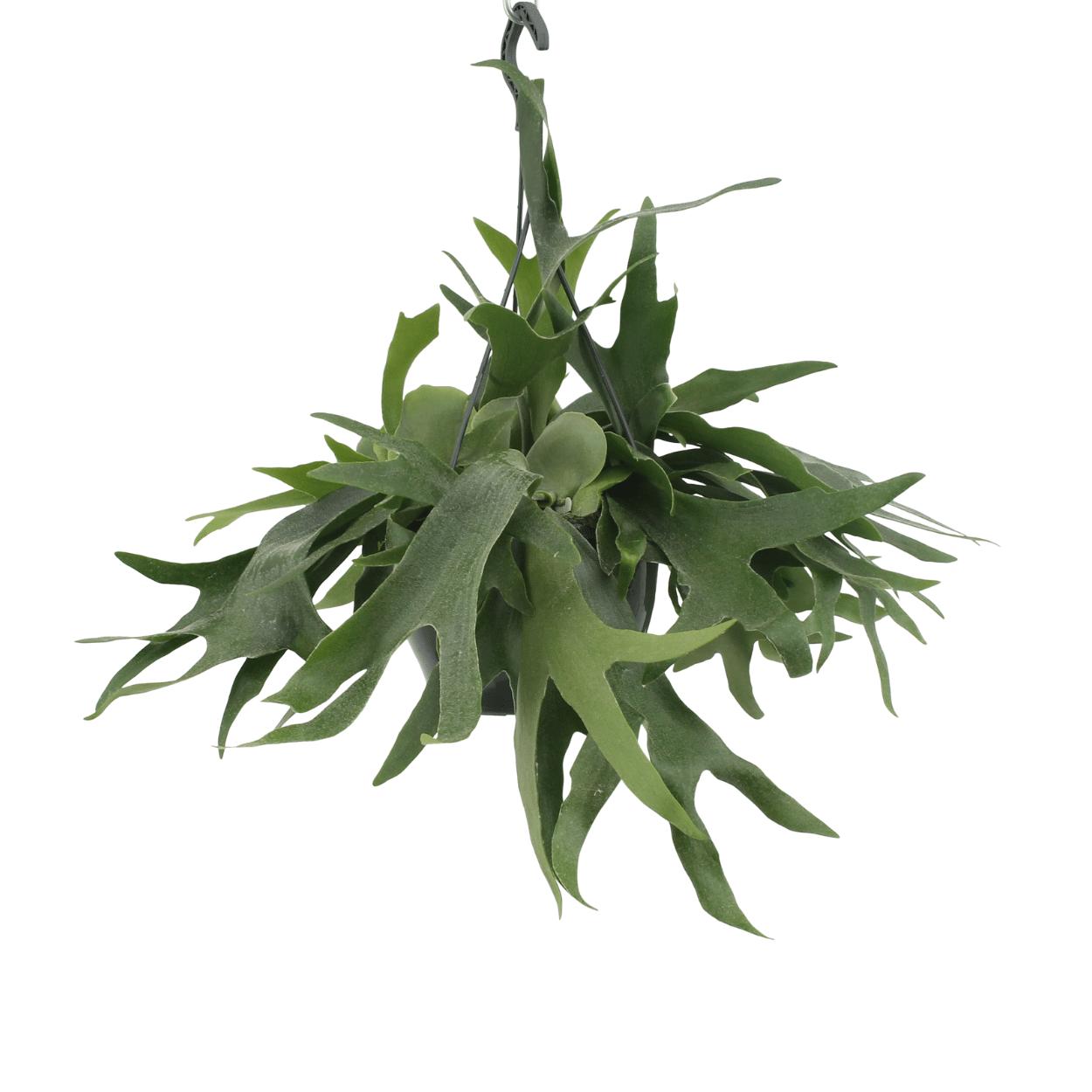 Platycerium Hertshoorn Hang