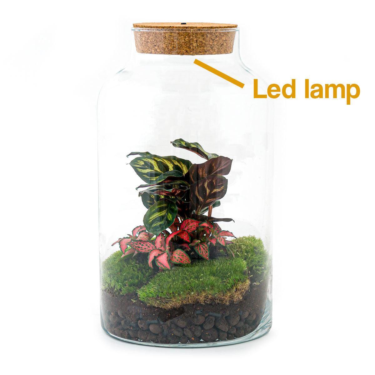 DIY-Terrarium - Milchige Calathea mit Licht - ↕ 31 cm - Normal