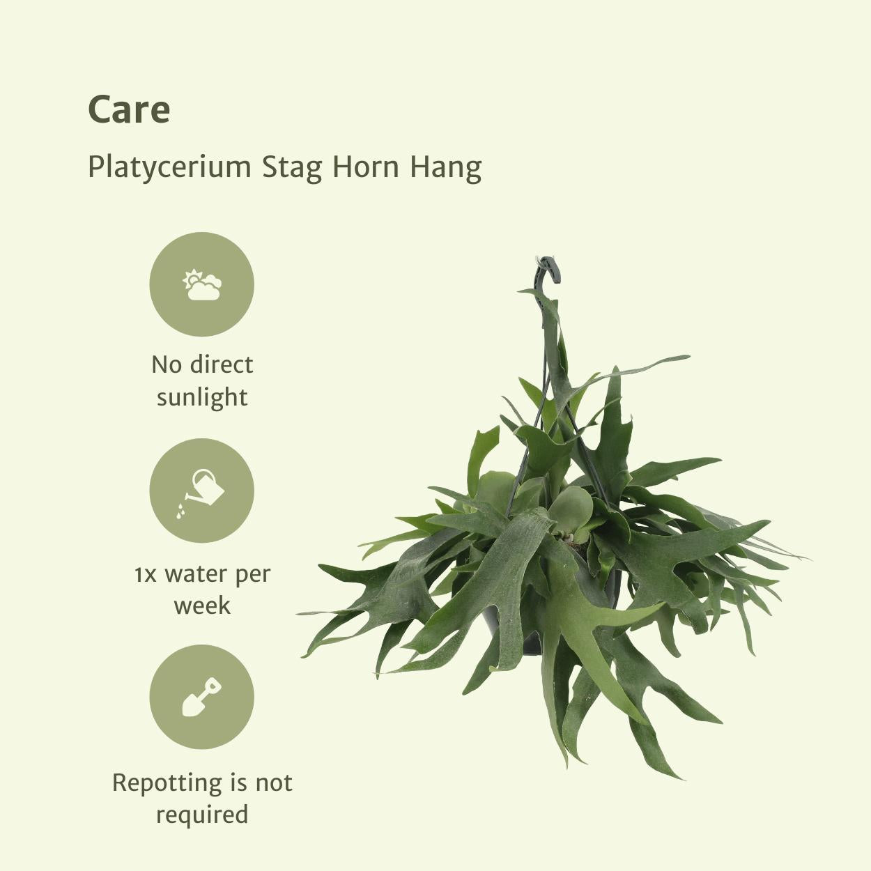 Platycerium Hertshoorn Hang