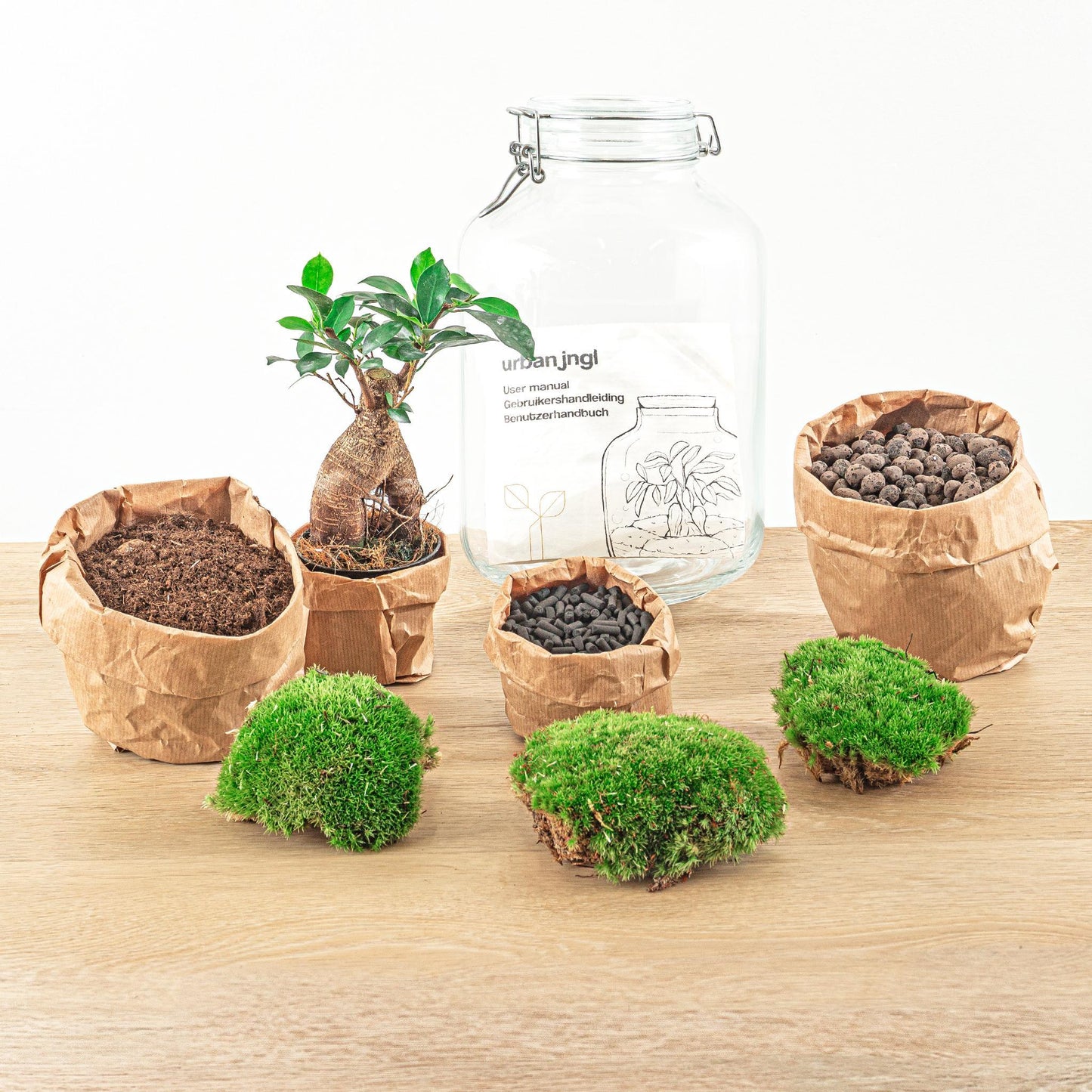 DIY terrarium - Ficus Ginseng bonsai - ↕ 28 cm - Normal