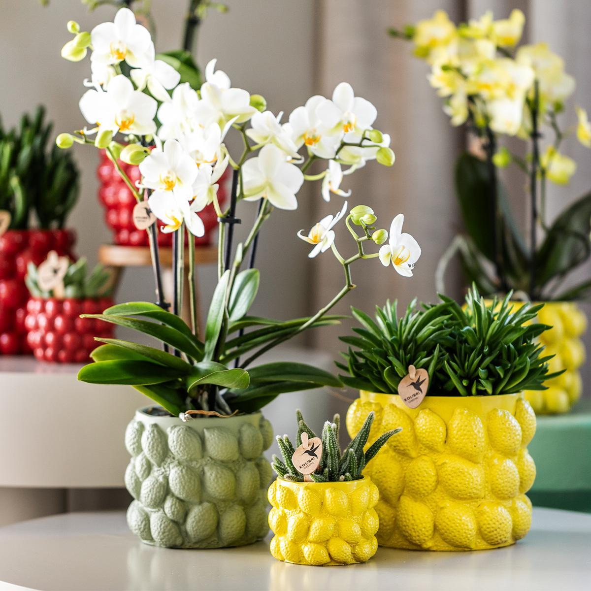 Plantlady Home | Citrus pot groen - Ø9cm